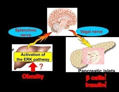 Colonic inflammation is key trigger linking obesity and insulin-producing β-cell growth in pancreas