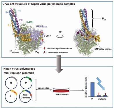 Nipah's polymerase structure offers new target for antiviral drug development