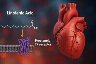 Gamma-linolenic acid found to relax constricted coronary arteries, study shows