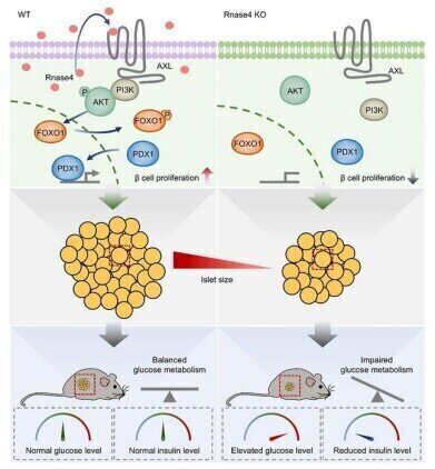 Ribonuclease 4 identified as a pancreatic endogenous β cell proliferation factor
