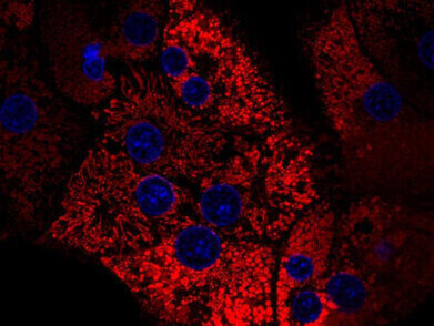 GMP-grade enzymes streamline clinical cell isolation