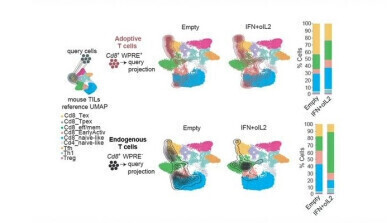Engineered immune cells reinvigorated CAR-T therapy in glioblastoma model