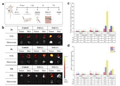 Tumour-targeting fluorescent bacteria aid real-time imaging in cancer surgery