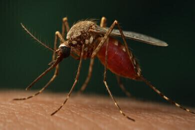 CRISPR-Cas9 gene edit in mosquitoes blocks transmission of malaria parasite