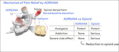 Discovery of novel alternative to opioids offers hope for pain relief without risk
