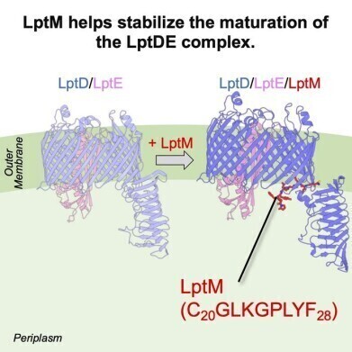 Small protein found to stabilise gram-negative bacteria’s outer membrane structure, stability 