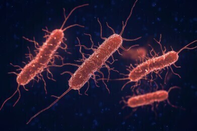 E. coli evolves antibiotic resistance during treatment, study finds