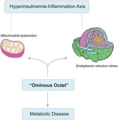 Immune system ageing identified as major factor in type 2 diabetes progression
