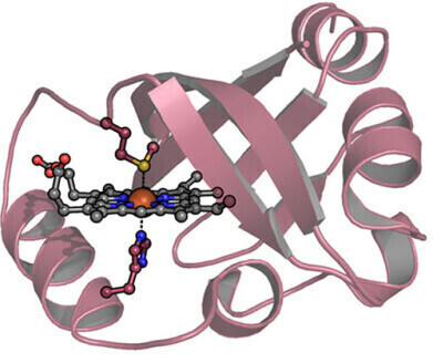 Protein therapy shows potential as first antidote for carbon monoxide poisoning cases 