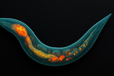 Microfluidics and mass spectrometry maps the distribution of lipids in C. elegans with high precision