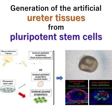 Ureter tissue grown from stem cells points to transplantable kidneys