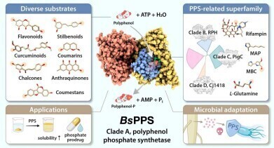 Bacillus enzyme unlocks greener, more effective nutraceuticals