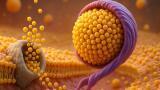 Researchers reveal mechanism behind formation of HDL ‘good cholesterol’