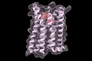 Approved kidney drug stabilises almost all mutated key receptor forms, offers hope for rare disease therapies