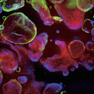 Precision-engineered cytokines for organoid research