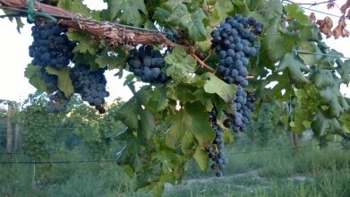 Can grape seed extract slow the growth of prostate cancer after treatment?