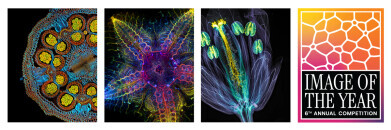 Sixth annual image of the year contest opens