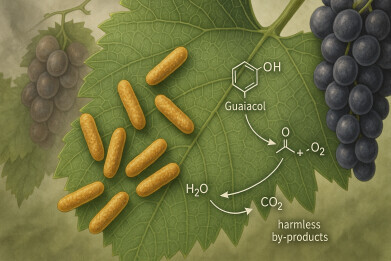 Bacteria found on grape vines shown to neutralise smoke taint in wildfire-exposed wines