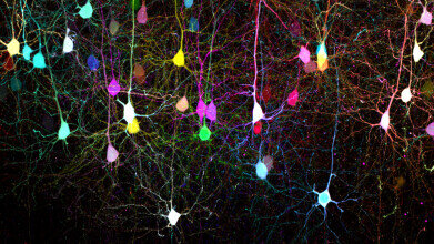 Faster, sharper imaging for neuroscience and cell biology