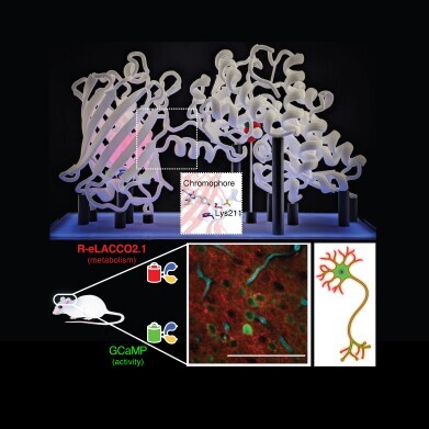 Red lactate biosensor reveals brain’s metabolic dance in real time