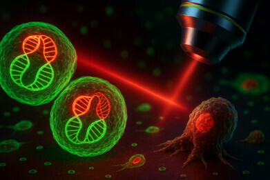 Infrared DNA and RNA imaging method maps all stages of living cells' death