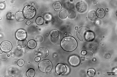 Stem cell matrix supports breakthrough in human embryo modelling