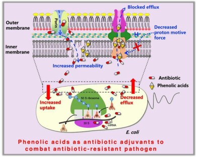Plant phenolic acids restore tetracycline power against drug resistant E. coli