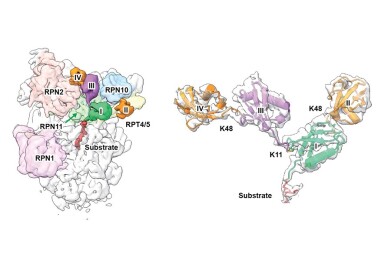 Atomic-level view reveals how the proteasome deciphers branched ubiquitin signals
