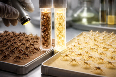 Colour-coded genetic method enables rapid sex separation to combat disease-carrying mosquitoes