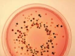 Integral Supplement to E. coli O157 Isolation