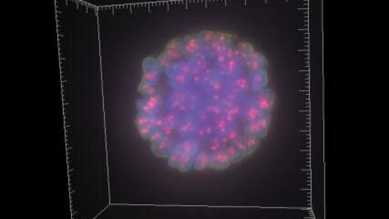Imaging System at the Heart Of Cancer Cell Research