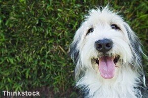Laboratories to explore dog-lick cancer cures