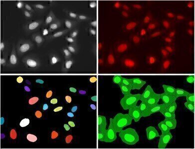 DRAQ7™: live cell-impermeant  far-red DNA dye