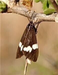 Moths inspire lab products of the future