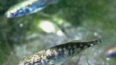 Launch of new Gene Expression Service