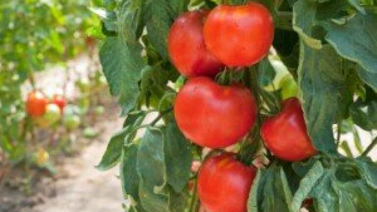 New Online European AFM Probe Store Launched