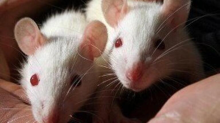 Innovate UK Grant Supports Rapid STI Test